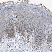 Anti-JAG1 antibody produced in rabbit Prestige Antibodies&#174; Powered by Atlas Antibodies, affinity isolated antibody, buffered aqueous glycerol solution