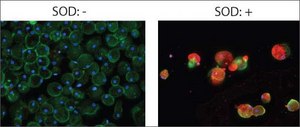 Anti-TLR2 affinity isolated antibody