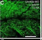 Monoclonal Anti-&#945;-Actinin (Sarcomeric) antibody produced in mouse clone EA-53, ascites fluid