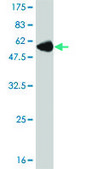 Monoclonal Anti-NNMT antibody produced in mouse clone 2F2, purified immunoglobulin, buffered aqueous solution