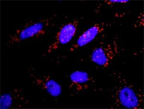 Anti-APPL1 antibody produced in rabbit purified immunoglobulin, buffered aqueous solution