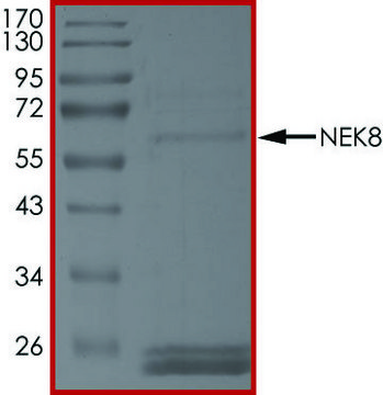 NEK8, Active PRECISIO&#174; Kinase, recombinant