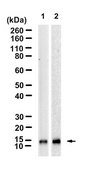 Anti-Lysozyme C Antibody, clone 1K16 ZooMAb&#174; Rabbit Monoclonal recombinant, expressed in HEK 293 cells