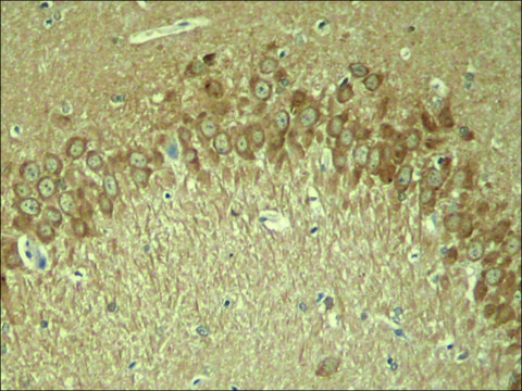 Anti-phospho-MAPT (pThr181) antibody produced in rabbit affinity isolated antibody