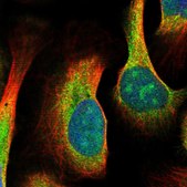 Anti-MDN1 antibody produced in rabbit Prestige Antibodies&#174; Powered by Atlas Antibodies, affinity isolated antibody, buffered aqueous glycerol solution, ab2