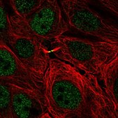 Anti-TMEM8A antibody produced in rabbit Prestige Antibodies&#174; Powered by Atlas Antibodies, affinity isolated antibody, buffered aqueous glycerol solution
