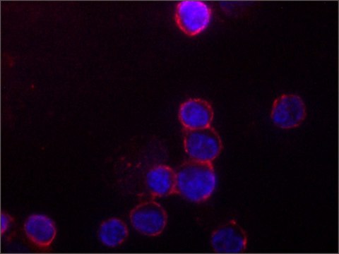 Anti-Orai1 antibody, Mouse monoclonal clone ORAI1-89, purified from hybridoma cell culture