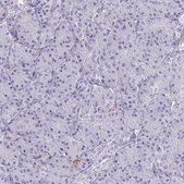 Anti-F2 antibody produced in rabbit Prestige Antibodies&#174; Powered by Atlas Antibodies, affinity isolated antibody, buffered aqueous glycerol solution