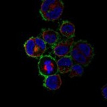 Anti-TNFRSF8 antibody produced in rabbit Prestige Antibodies&#174; Powered by Atlas Antibodies, affinity isolated antibody, buffered aqueous glycerol solution