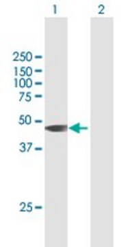 Anti-HIF3A antibody produced in mouse purified immunoglobulin, buffered aqueous solution