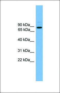 Anti-ARHGEF19 antibody produced in rabbit affinity isolated antibody