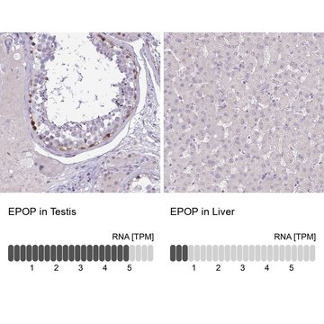 Anti-EPOP antibody produced in rabbit Prestige Antibodies&#174; Powered by Atlas Antibodies, affinity isolated antibody, buffered aqueous glycerol solution