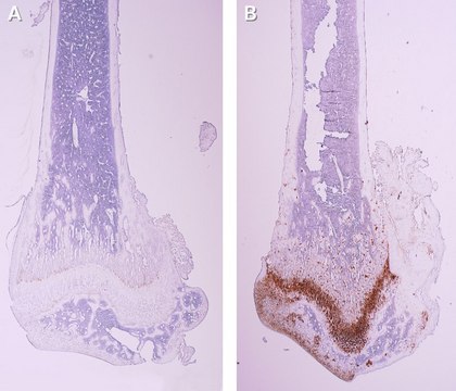 Anti-SNORC purified antibody, from rabbit