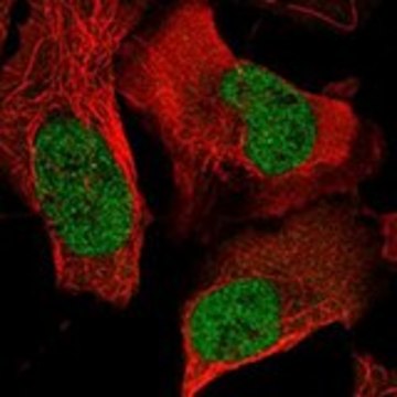 Anti-FOSL1 antibody produced in rabbit Prestige Antibodies&#174; Powered by Atlas Antibodies, affinity isolated antibody, buffered aqueous glycerol solution