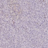 Anti-CD80 antibody produced in rabbit Prestige Antibodies&#174; Powered by Atlas Antibodies, affinity isolated antibody, buffered aqueous glycerol solution