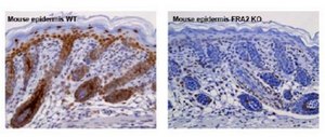 Anti-FRA-2 Antibody, clone REY146C clone REY146C, from rat