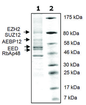 EZH2 /EED/SUZ12/RbAp48/AEBP2 human recombinant, expressed in baculovirus infected Sf9 cells, &#8805;56% (SDS-PAGE)