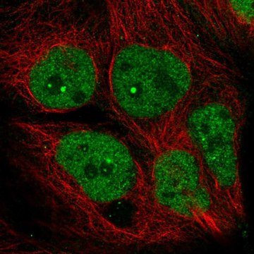 Anti-AFF4 antibody produced in rabbit Prestige Antibodies&#174; Powered by Atlas Antibodies, affinity isolated antibody