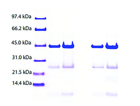 Apolipoprotein A-IV from human plasma &#8805;85% (SDS-PAGE)