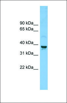 Anti-SLC30A3 antibody produced in rabbit affinity isolated antibody