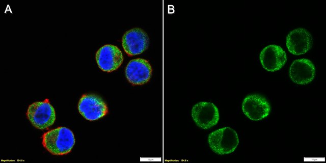 Anti-ICOS/CD278 Antibody, clone 1D20 ZooMAb&#174; Rabbit Monoclonal recombinant, expressed in HEK 293 cells