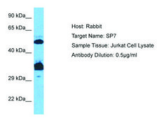 Anti-SP7 antibody produced in rabbit affinity isolated antibody