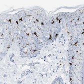 Anti-CD207 antibody produced in rabbit Prestige Antibodies&#174; Powered by Atlas Antibodies, affinity isolated antibody, buffered aqueous glycerol solution