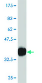 Monoclonal Anti-CXCR4 antibody produced in mouse clone 1F8, ascites fluid