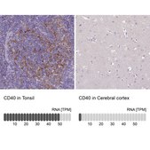Anti-CD40 antibody produced in rabbit Prestige Antibodies&#174; Powered by Atlas Antibodies, affinity isolated antibody, buffered aqueous glycerol solution