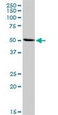 Anti-INHBA antibody produced in rabbit purified immunoglobulin, buffered aqueous solution