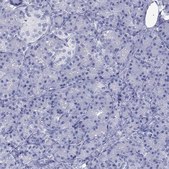 Anti-ATP4A antibody produced in rabbit Prestige Antibodies&#174; Powered by Atlas Antibodies, affinity isolated antibody, buffered aqueous glycerol solution
