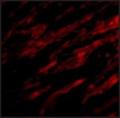 Anti-PDL-1 antibody produced in rabbit affinity isolated antibody, buffered aqueous solution