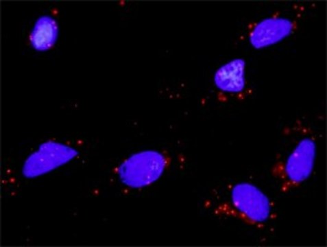 Monoclonal Anti-NTF5 antibody produced in mouse clone 1G12, purified immunoglobulin, buffered aqueous solution