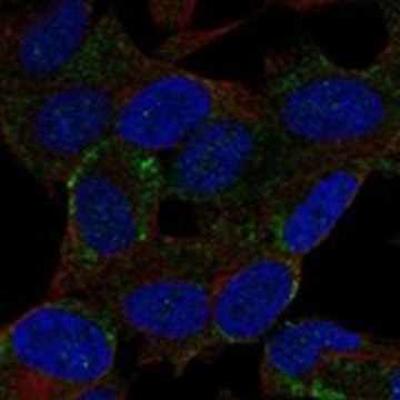 Anti-BEX2 antibody produced in rabbit Prestige Antibodies&#174; Powered by Atlas Antibodies, affinity isolated antibody, buffered aqueous glycerol solution