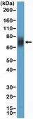 Anti-CD33 Rabbit Monoclonal Antibody clone RM398, affinity purified immunoglobulin