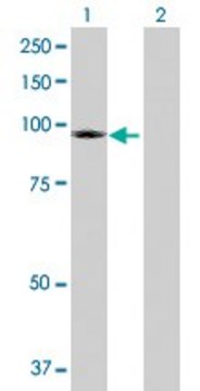 Anti-TRPC4AP antibody produced in rabbit purified immunoglobulin, buffered aqueous solution