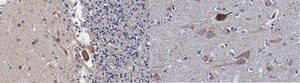 Anti-Serotonin Receptor 1B Antibody, clone 1C2.1 clone 1C2.1, from mouse