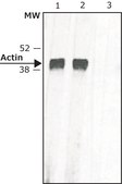 Anti-Mouse IgG (whole molecule)&#8722;Biotin antibody produced in rabbit IgG fraction of antiserum, buffered aqueous solution