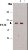 Anti-IRE1&#945; antibody produced in rabbit ~1&#160;mg/mL, affinity isolated antibody, buffered aqueous solution