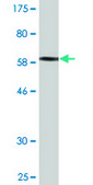 Monoclonal Anti-IREB2 antibody produced in mouse clone 1F3, purified immunoglobulin, buffered aqueous solution