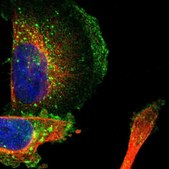 Anti-SLC30A1 antibody produced in rabbit Prestige Antibodies&#174; Powered by Atlas Antibodies, affinity isolated antibody, buffered aqueous glycerol solution