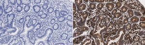 Anti-Derlin-1 Antibody, clone 2C2, ZooMAb&#174; Rabbit Monoclonal recombinant, expressed in HEK 293 cells