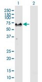 Anti-G3BP1 antibody produced in mouse purified immunoglobulin, buffered aqueous solution