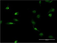 Monoclonal Anti-LMNB1 antibody produced in mouse clone 4E4, purified immunoglobulin, buffered aqueous solution