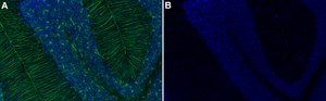 Anti-GFAP Antibody, clone GA5 ZooMAb&#174; Mouse Monoclonal recombinant, expressed in HEK 293 cells