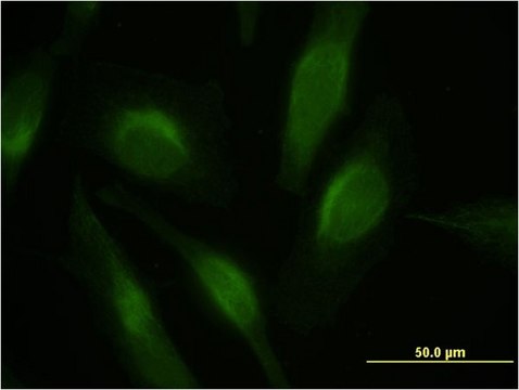 Monoclonal Anti-PTEN antibody produced in mouse clone 3E7, purified immunoglobulin, buffered aqueous solution