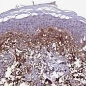 Anti-COL6A6 antibody produced in rabbit Prestige Antibodies&#174; Powered by Atlas Antibodies, affinity isolated antibody, buffered aqueous glycerol solution