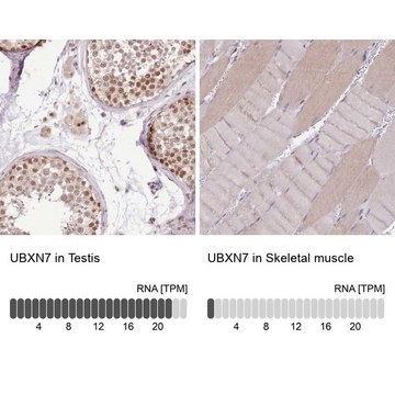 Anti-UBXN7 antibody produced in rabbit Prestige Antibodies&#174; Powered by Atlas Antibodies, affinity isolated antibody, buffered aqueous glycerol solution