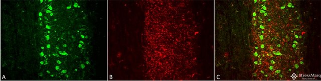 Monoclonal Anti-Mmp9 - Rpe antibody produced in mouse clone S51-82, purified immunoglobulin