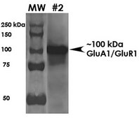 Monoclonal Anti-Gfap - Fitc antibody produced in mouse clone S206B-9, purified immunoglobulin